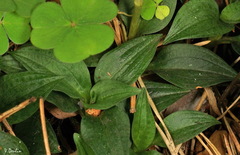 Goodyera repens