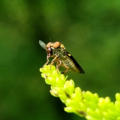 Holcocephala