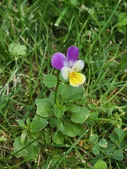 Viola tricolor