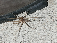Allagelena gracilens