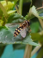 Eupeodes corollae