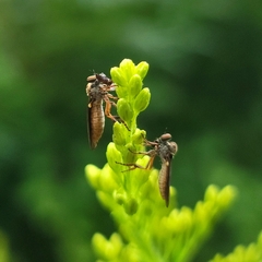 Holcocephala