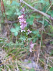 Odontites vulgaris