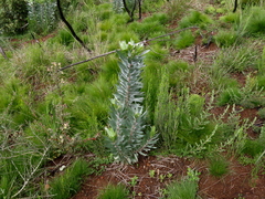 Leucadendron argenteum
