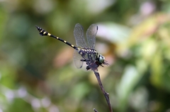 Ictinogomphus pertinax