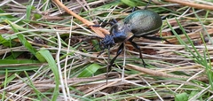 Carabus nemoralis