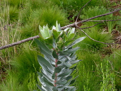 Leucadendron argenteum