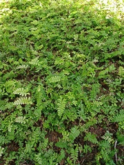 Adiantum latifolium