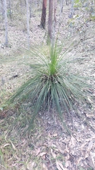 Xanthorrhoea