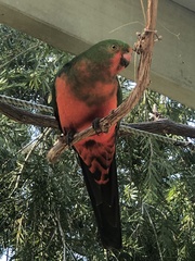 Alisterus scapularis