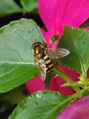 Eupeodes corollae