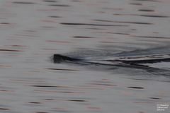 Nerodia erythrogaster