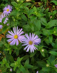 Symphyotrichum oblongifolium