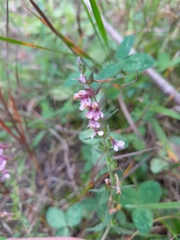 Odontites vulgaris