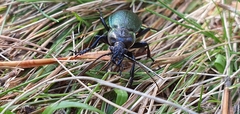 Carabus nemoralis