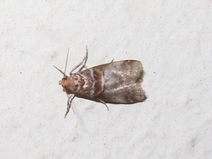 Acrobasis advenella