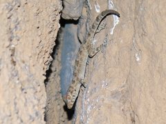 Tenuidactylus fedtschenkoi