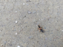 Staphylinus dimidiaticornis