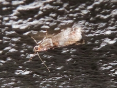 Acrobasis advenella