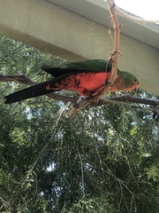 Alisterus scapularis