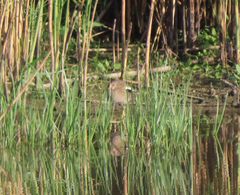 Porzana porzana