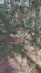 Acacia leiocalyx