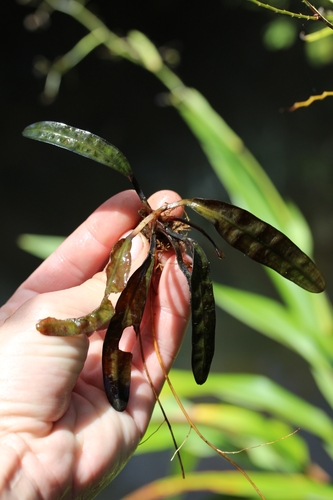 Aponogeton bernierianus image