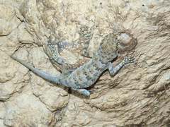 Tenuidactylus fedtschenkoi