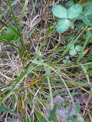 Odontites vulgaris