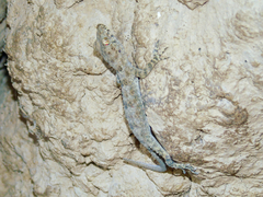 Tenuidactylus fedtschenkoi