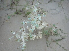 Eryngium maritimum