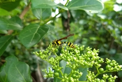 Phimenes flavopictus