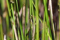 Sympetrum speciosum