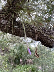 Tillandsia