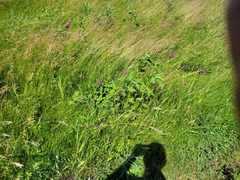 Gladiolus imbricatus