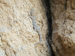 Tenuidactylus fedtschenkoi