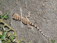 Tenuidactylus fedtschenkoi