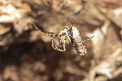 Araneae
