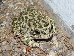 Bufotes pewzowi
