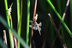 Sympetrum speciosum