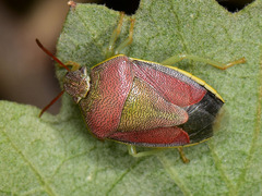 Piezodorus lituratus