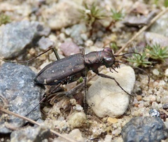 Cicindela punctulata