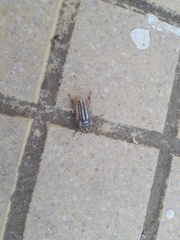 Anoxia australis