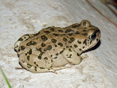 Bufotes pewzowi