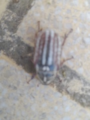 Anoxia australis
