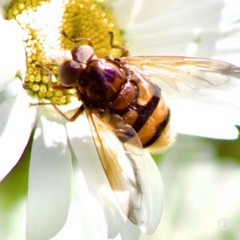 Volucella zonaria