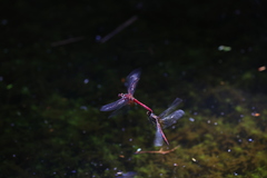 Sympetrum speciosum