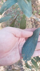 Acacia leiocalyx