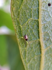 Frontinellina frutetorum