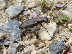 Cicindela punctulata